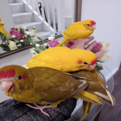 12 weeks old Handreared baby kakariki for sale_